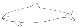 Schweinswal - Schematische Darstellung - Quelle: Wikimedia Commons